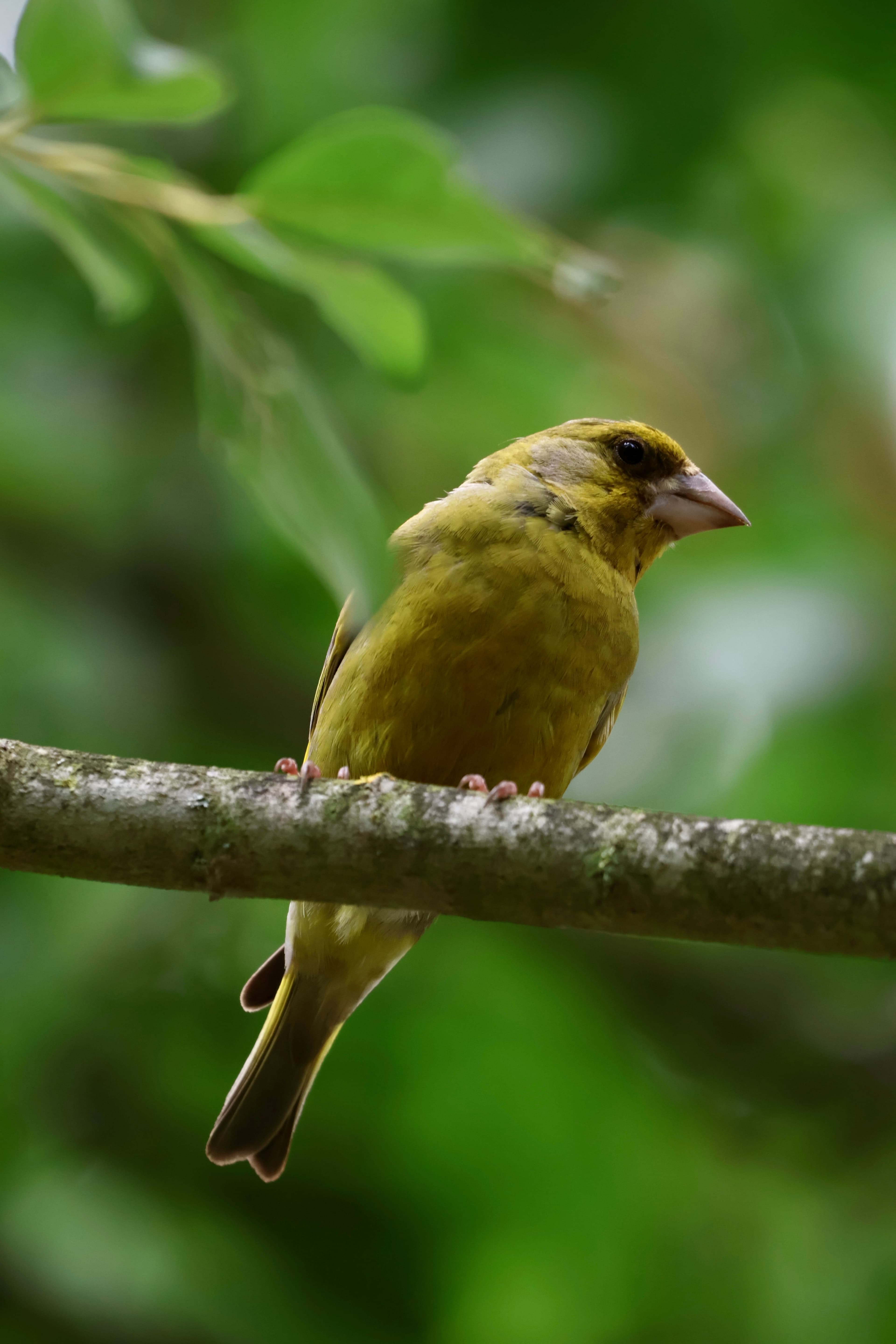 Bird.JPG