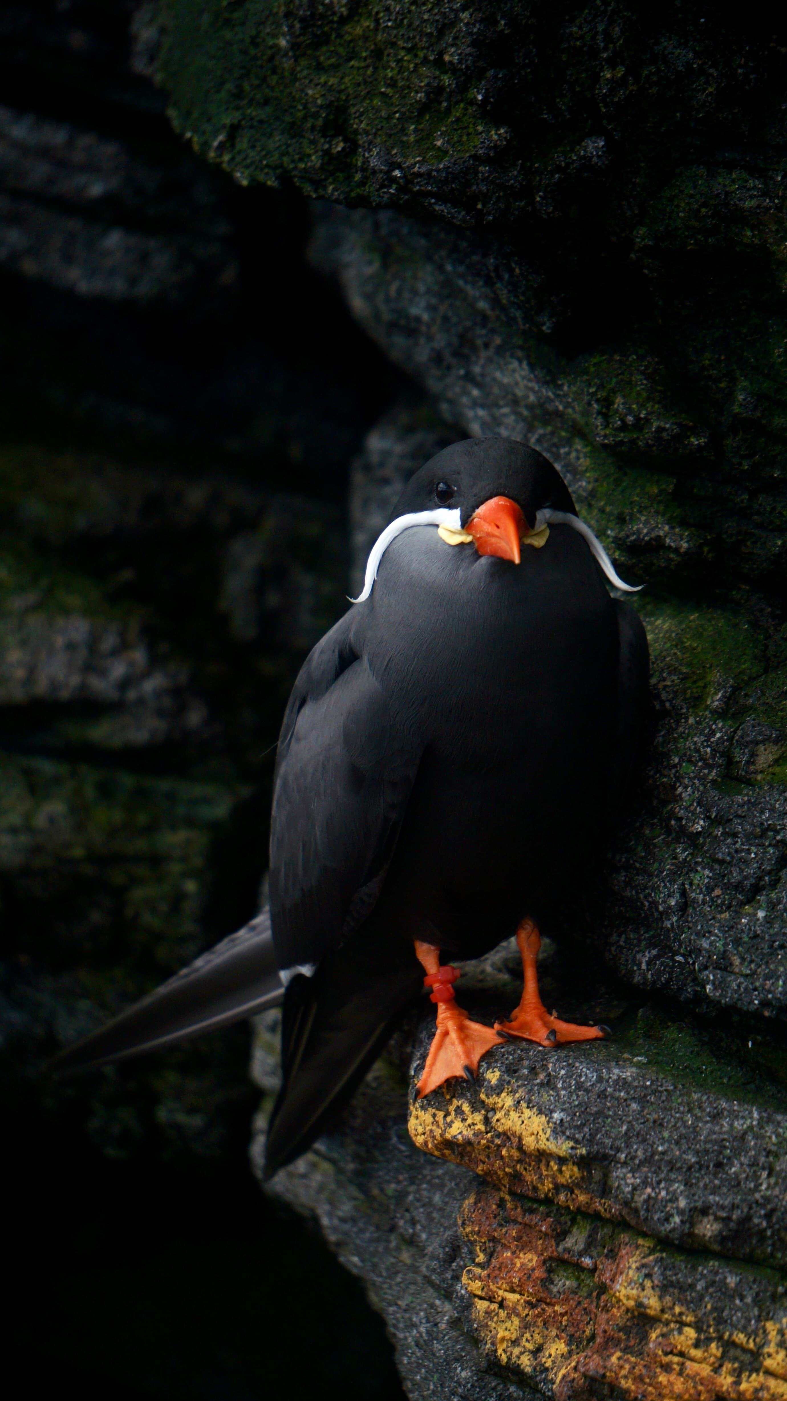 Bird_2.JPG