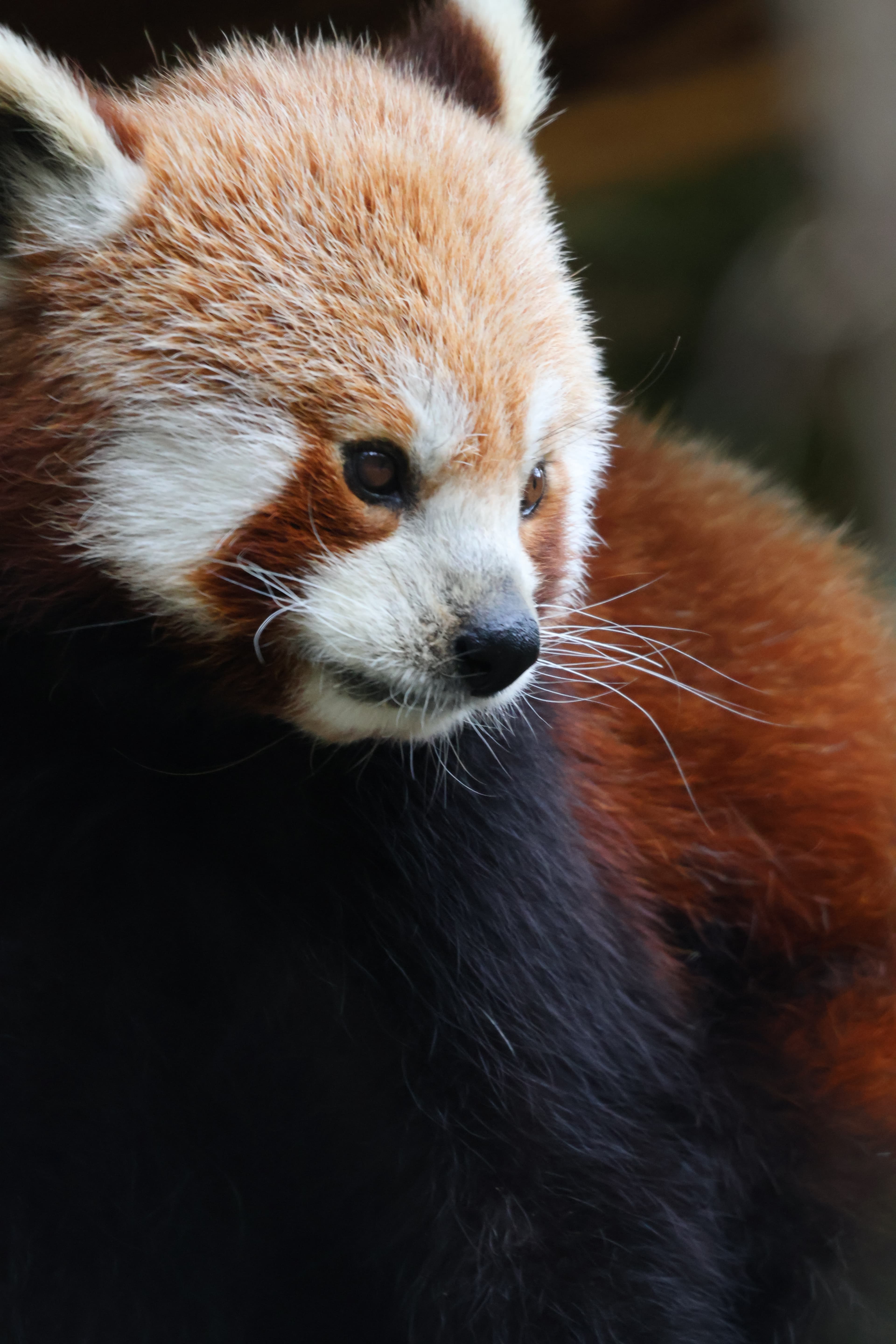 Firefox.JPG