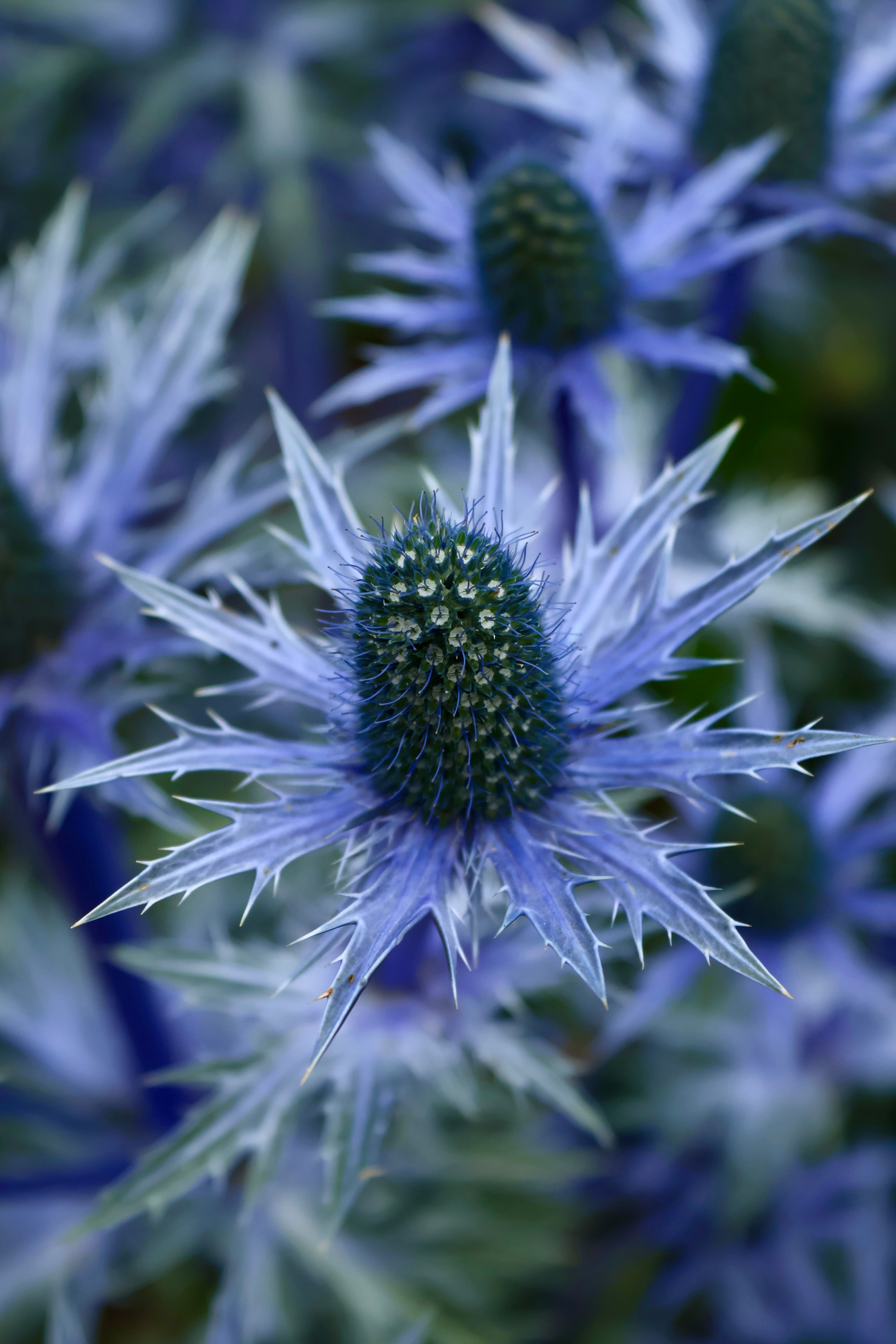 Flower.JPG