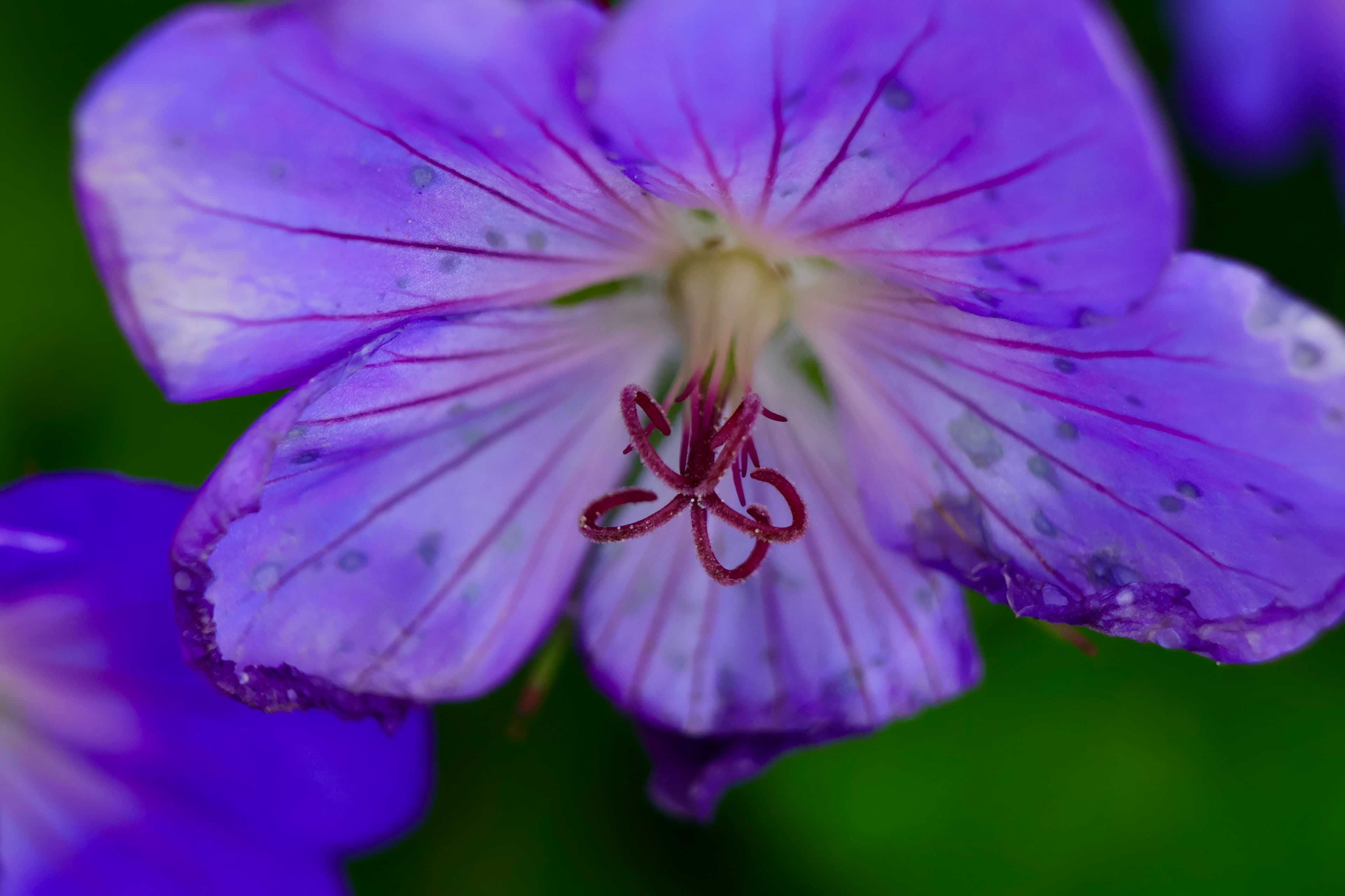 Flower_2.JPG