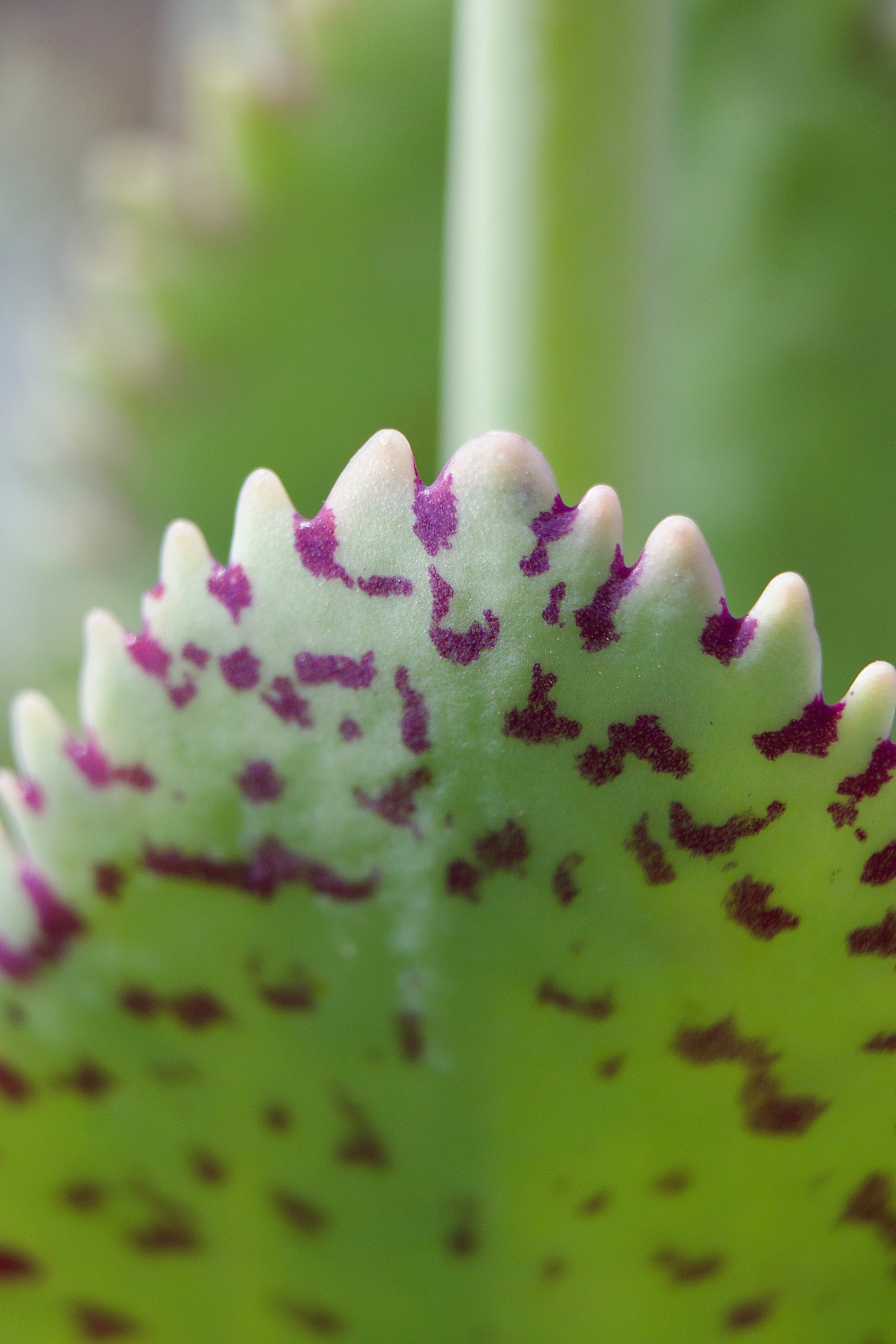 Flower_3.JPG