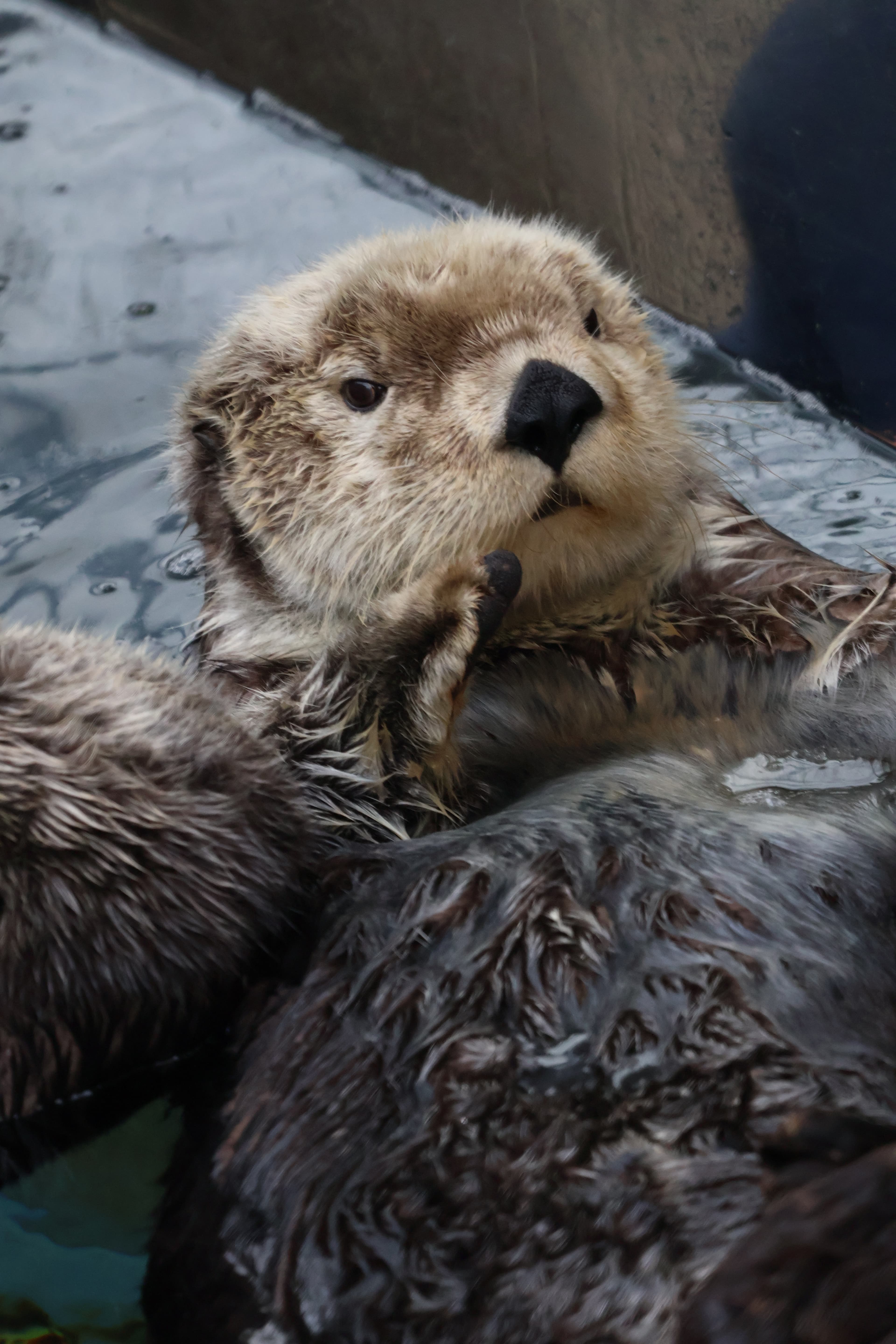 Otter.JPG