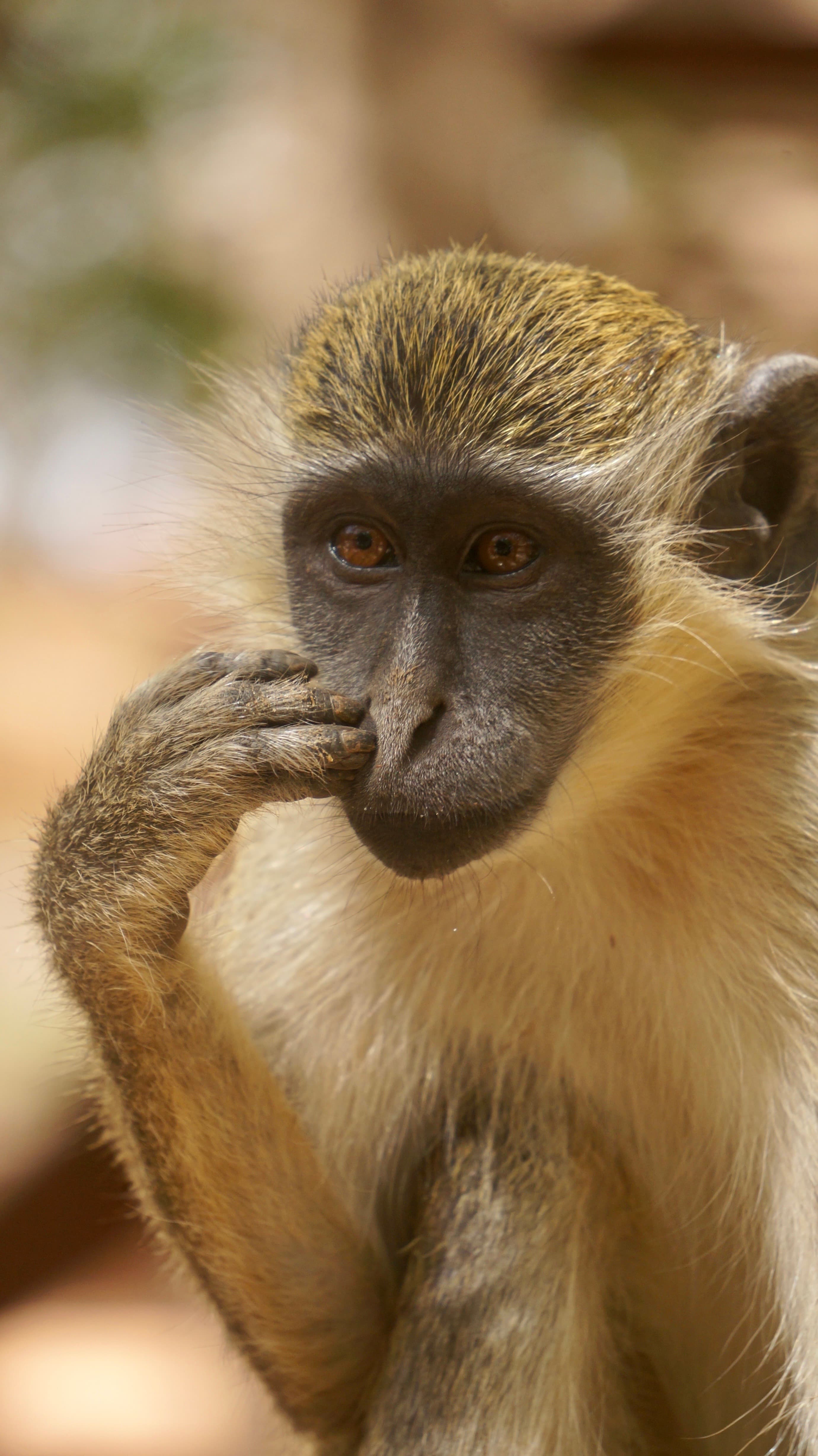 Singe.JPG